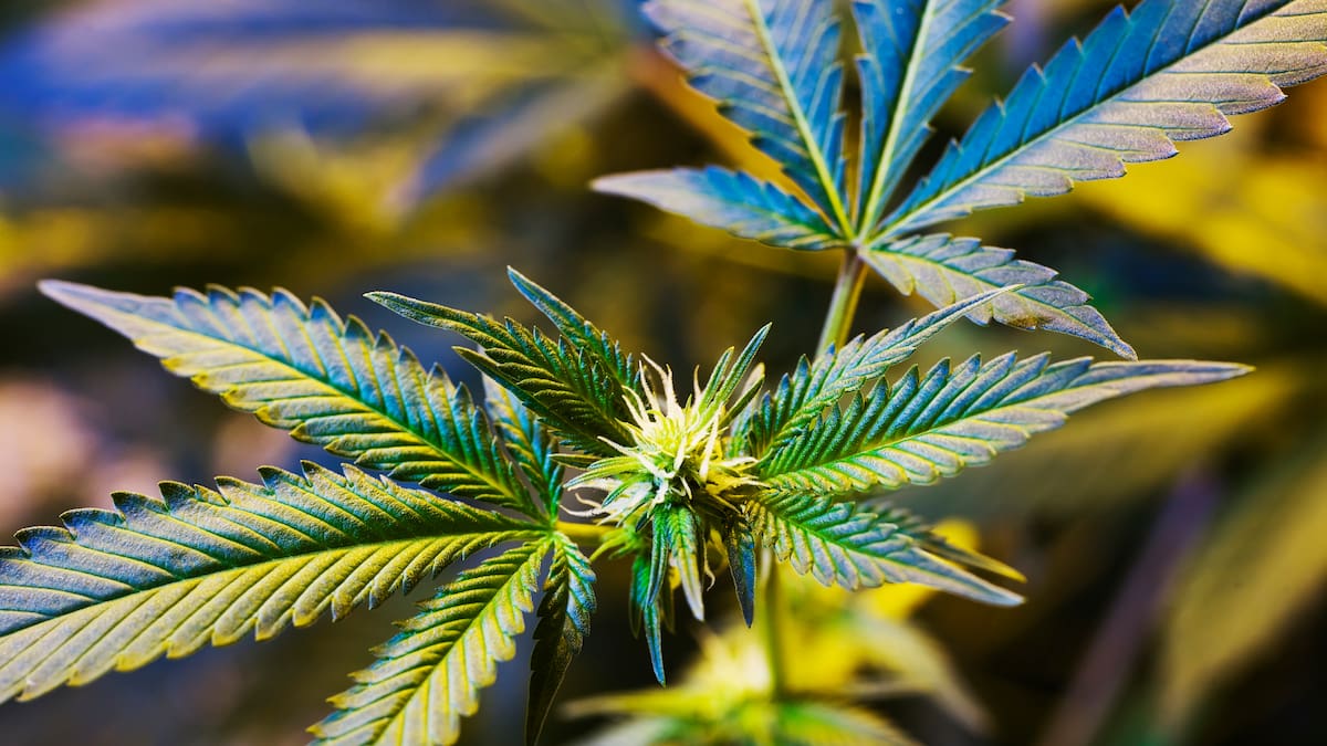 Gobierno autoriza la venta de cannabis medicinal en farmacias del país