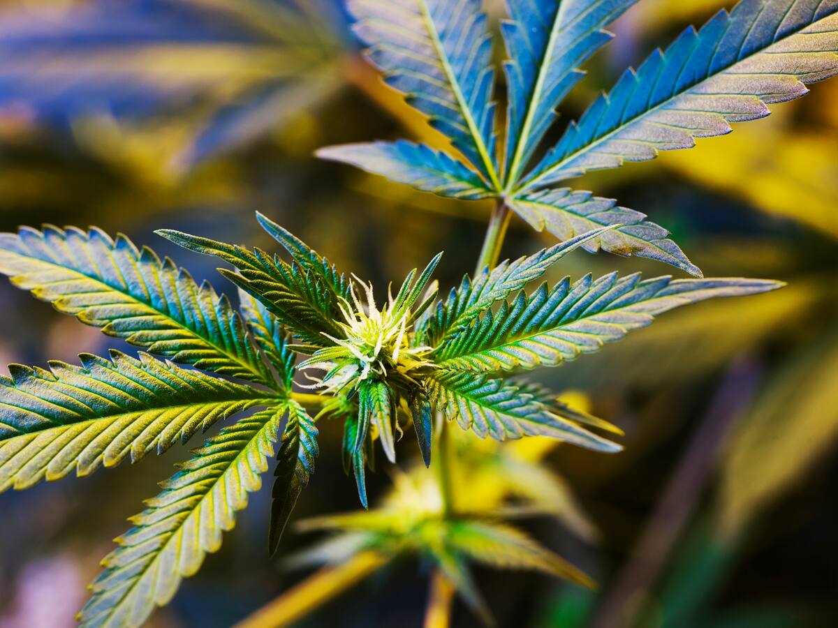 Gobierno autoriza la venta de cannabis medicinal en farmacias del país