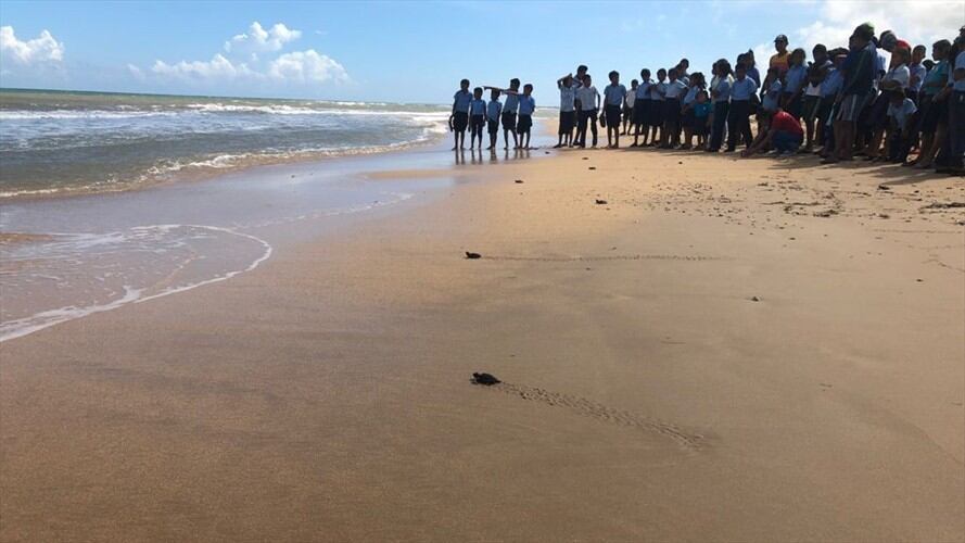 Los Guardianes de la Carey, ¡El cuidado especial de las tortugas!. Foto: Wilford Arens/Comunidad wayuu Bahía Hondita