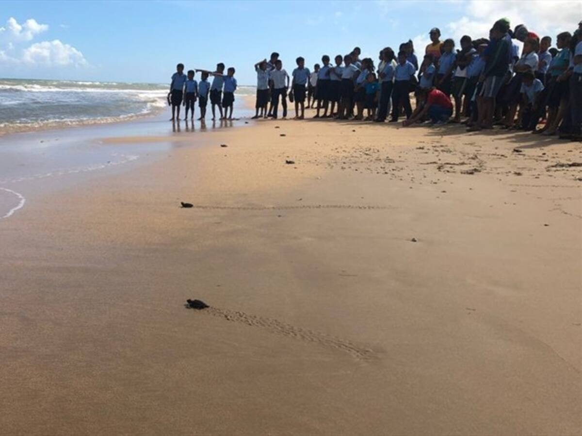 Bahía Hondita: de cazadores a guardianes de la tortuga Carey