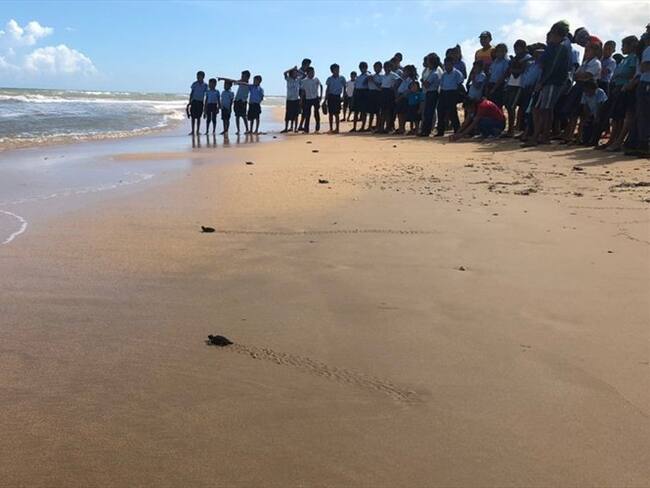 Los Guardianes de la Carey, ¡El cuidado especial de las tortugas!. Foto: Wilford Arens/Comunidad wayuu Bahía Hondita