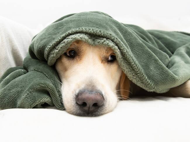 ¿Su mascota le tiene miedo a la pólvora? Algunos consejos para cuidarlo