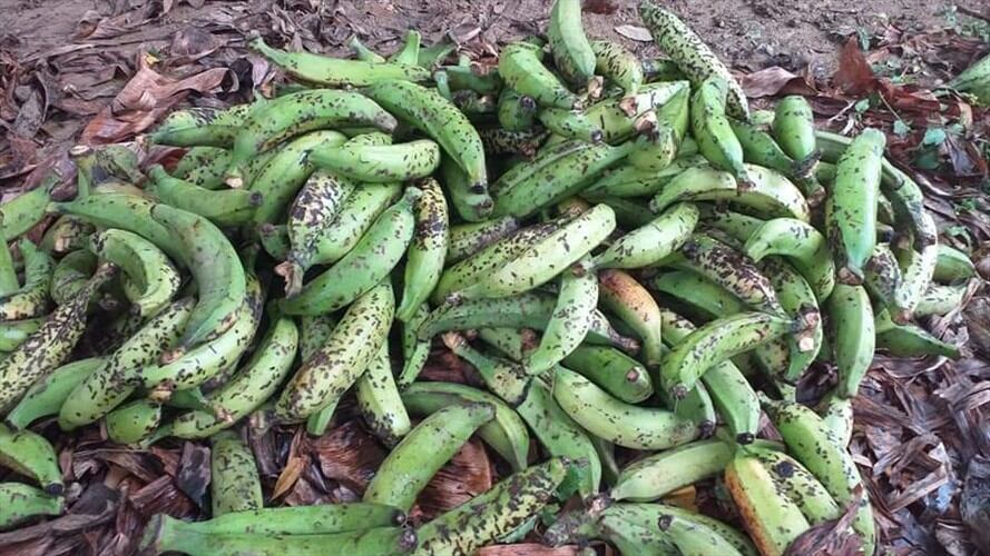 Plagas en cultivos y mal estado de las vías: el drama de más de 300 agricultores en Córdoba. Foto: Cortesía