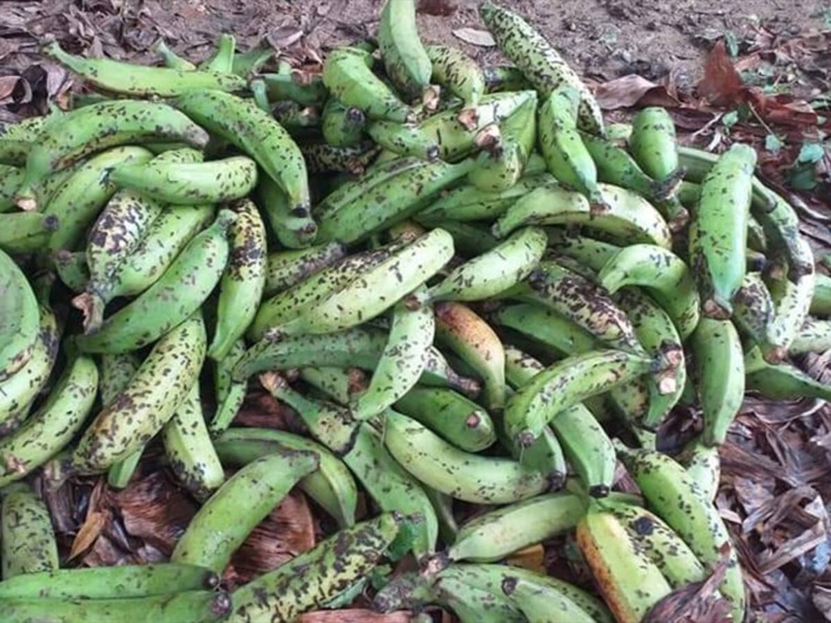 Plagas y mal estado de las vías: el drama de más de 300 agricultores en Córdoba