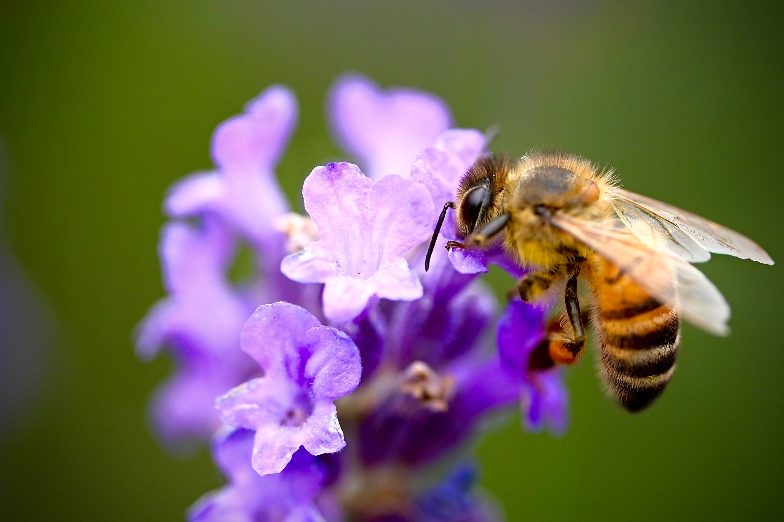 Abeja polinizando una flor (GettyImages)