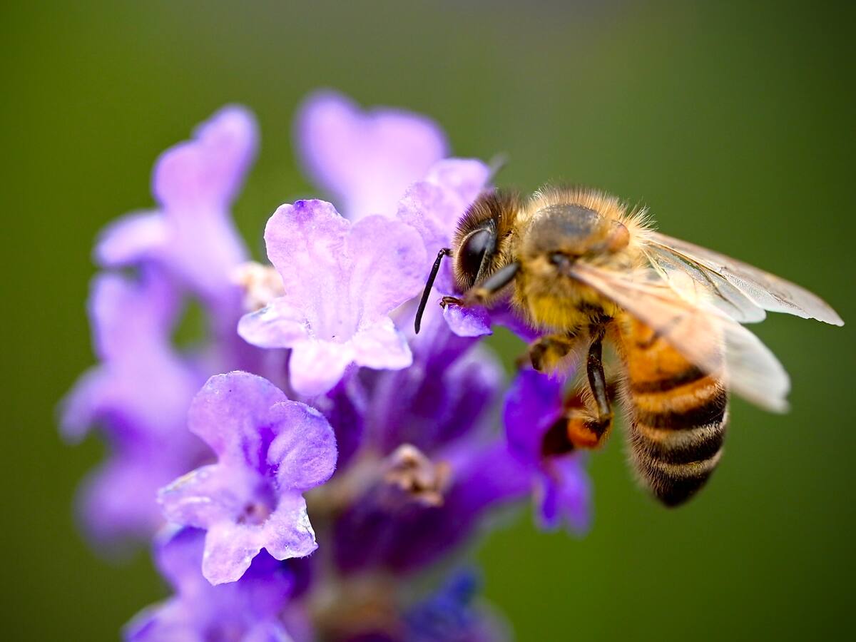 ¿Por qué las abejas mueren después de picar? Esta es la razón según la Ciencia