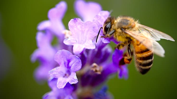 Así es Bee Surreal, la marca de vestidos de baño que apoya la conservación de las abejas