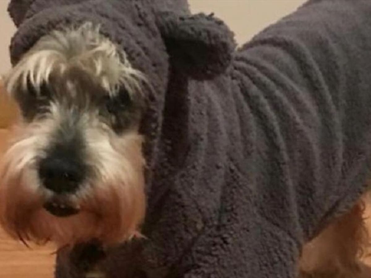 El primer perro en Colombia que logra ganar una acción de tutela