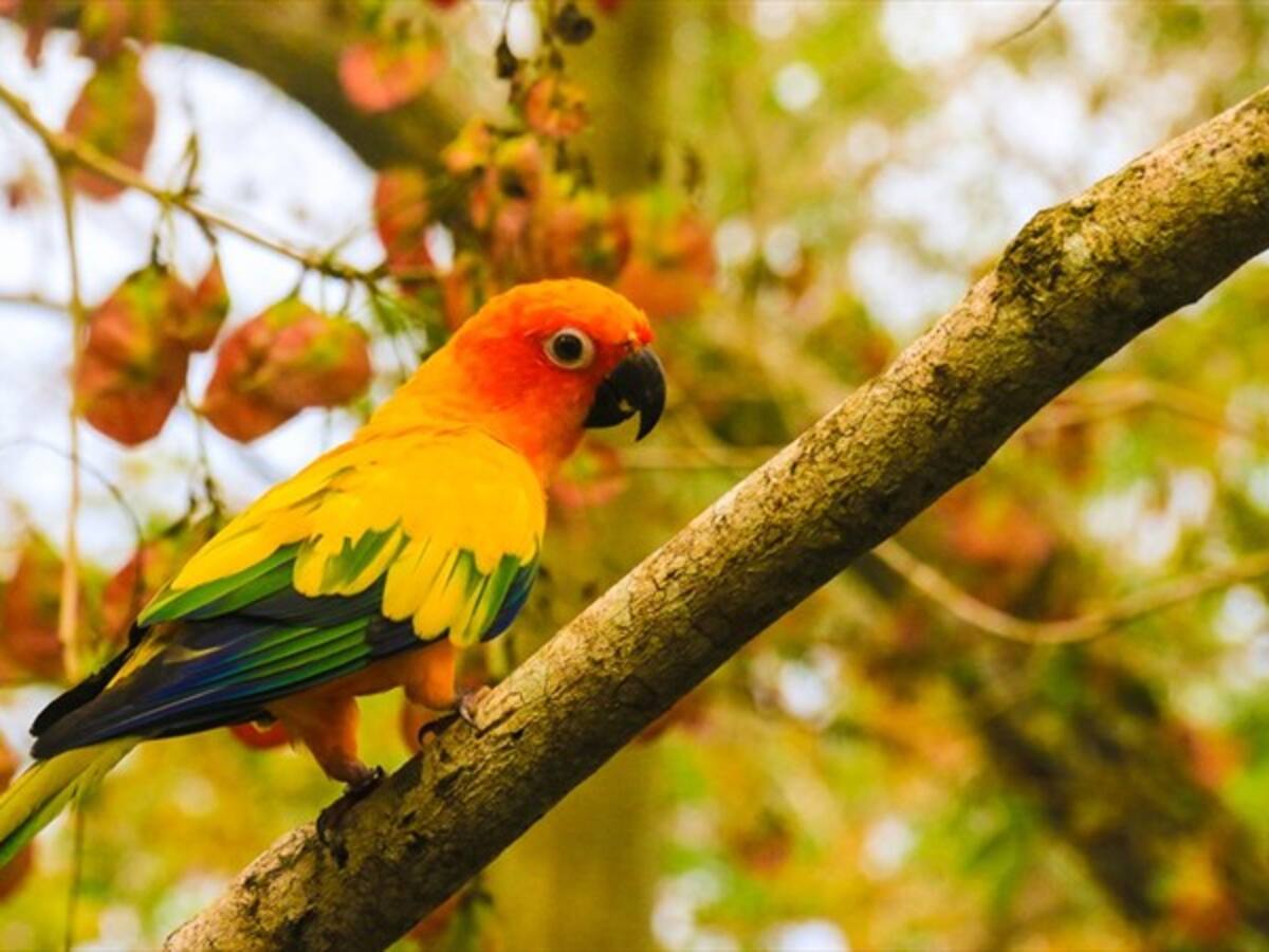Una experiencia entre alas y colores