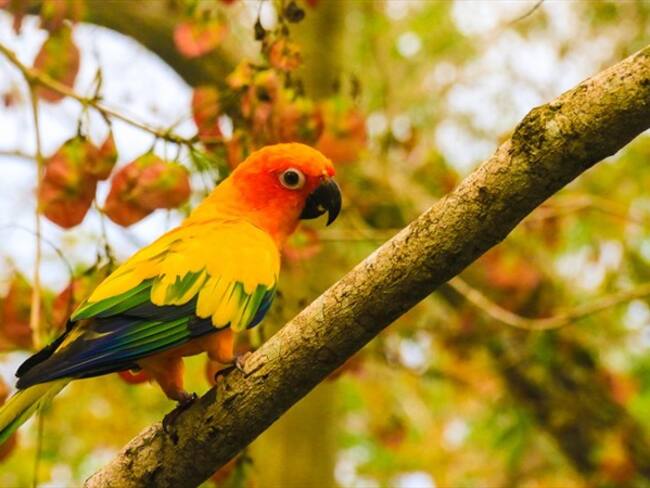 El Aviario Nacional de Colombia es un sitio ideal para conocer en Cartagena de Indias. Foto: #AliadosW