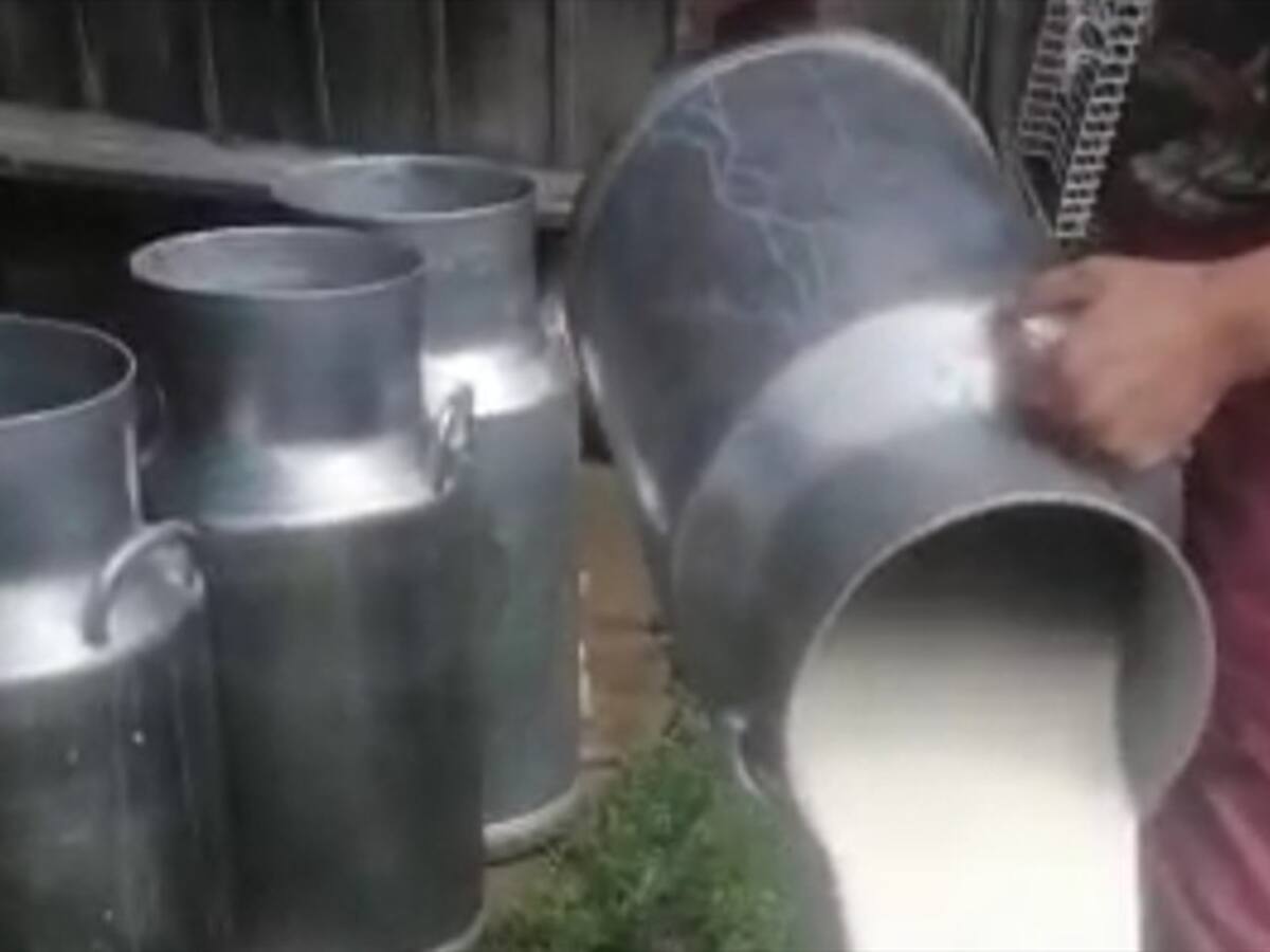 Ganaderos de seis municipios de Boyacá están arrojando leche a fuentes hídricas