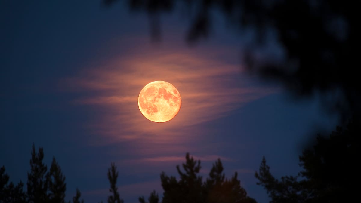 Luna de Flores: qué es y cuándo se podrá ver este fenómeno astronómico en Colombia