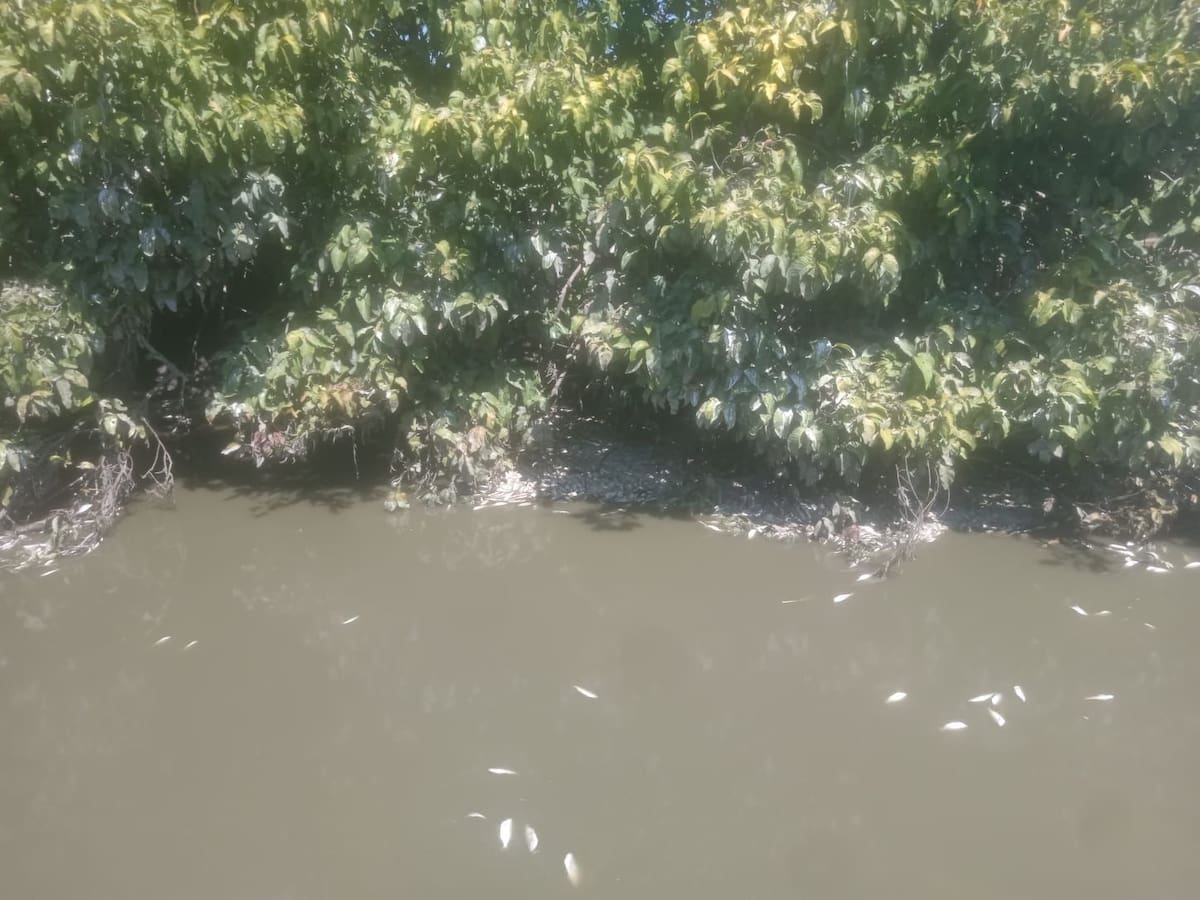 Autoridades ambientales investigan mortandad de peces en el caño Zapayán