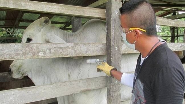 Esperamos que el Gobierno ruso nos levante la restricción prontamente: MinAgricultura. Foto: