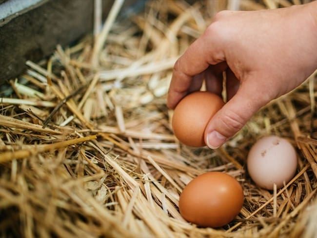 Huevos de gallina feliz: ¿en qué consiste el proceso para obtener huevos de alta calidad?