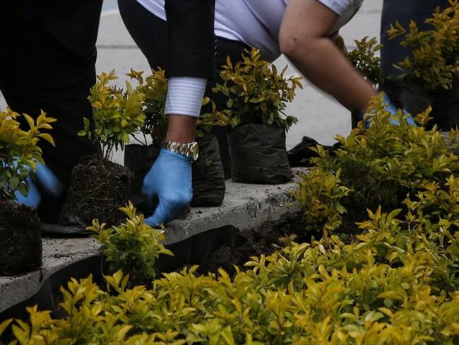 Jardín Botánico de Bogotá involucra a la comunidad para plantar árboles en la ciudad