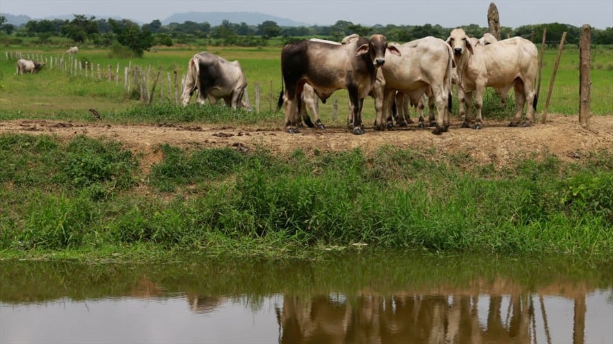 JEP cierra la puerta por ahora a exdirectivos del Fondo Ganadero de Córdoba / imagen de referencia. Foto: Getty Images