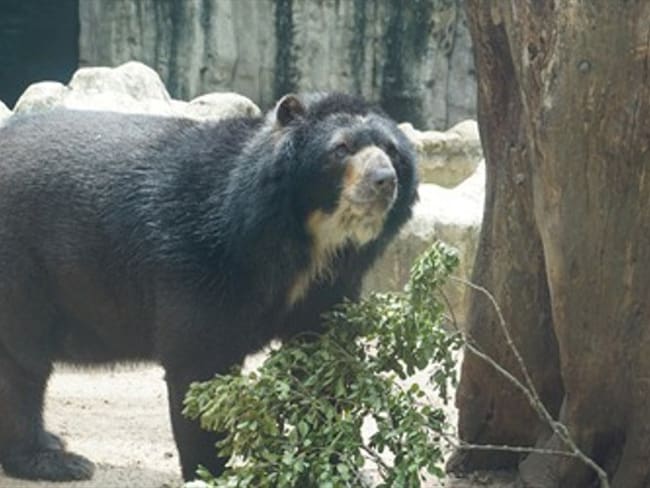Oso de anteojos se queda en el Zoológico de Barranquilla. Foto: Zoológico de Barranquilla