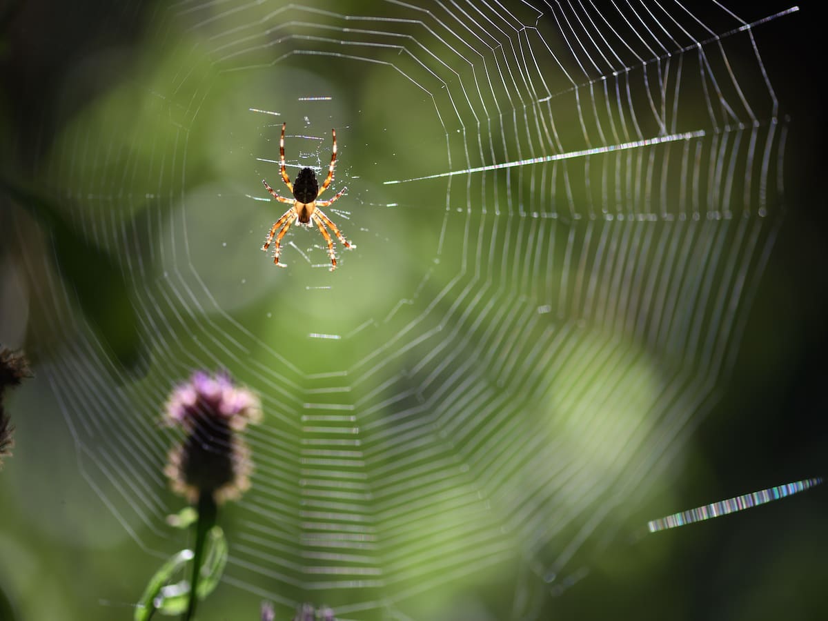 Cuál es la araña más peligrosa para los seres humanos: Rasgos y regiones de Colombia donde habita