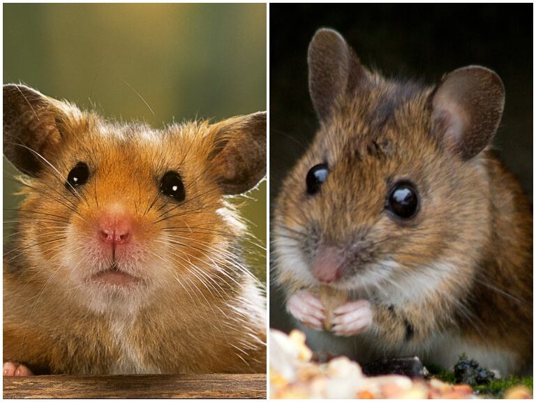 A la izquierda, un hámster. A la derecha, un ratón (GettyImages)