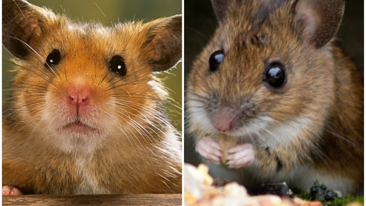 ¿Cuáles son las diferencias entre un ratón y un hámster? Así los podría identificar