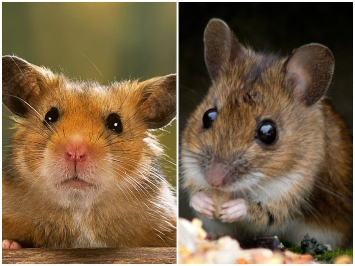 ¿Cuáles son las diferencias entre un ratón y un hámster? Así los podría identificar