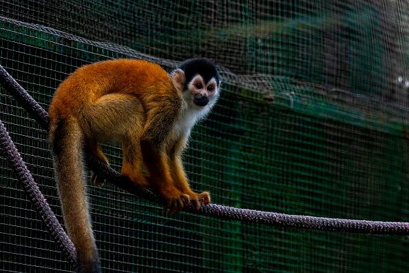 Hombre ahorcó y mató a un mono ardilla para no entregarlo a las autoridades. Foto: Getty
