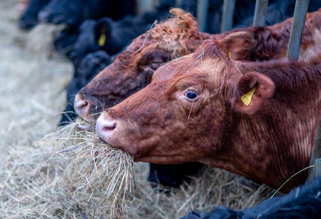 Exportación de ganado (Photo by Jens Büttner/picture alliance via Getty Images)