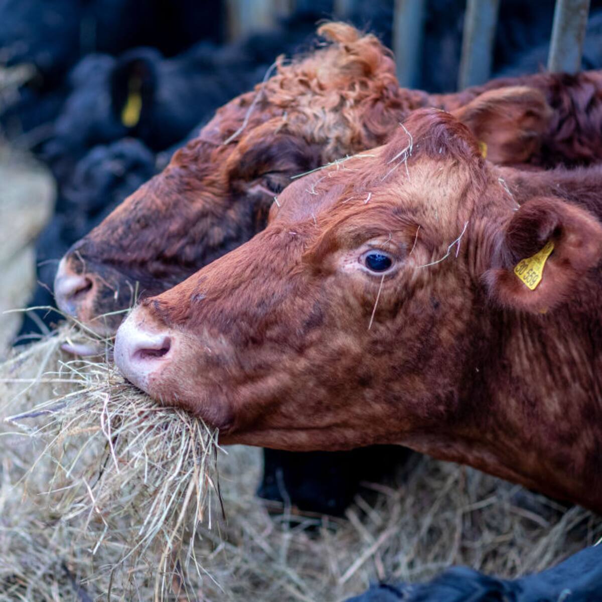 Las pérdidas que quedaron en 2022 para los ganaderos por el robo de bovinos
