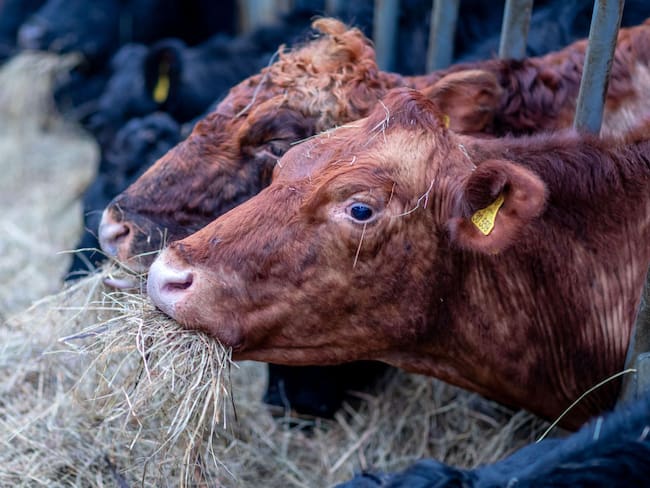 Exportación de ganado (Photo by Jens Büttner/picture alliance via Getty Images)