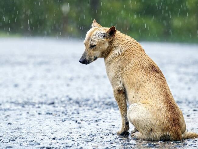 El Día Mundial del Perro, una conmemoración para evitar el abandono de animales