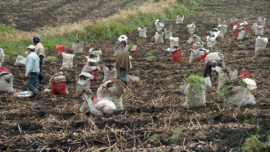 Fedepapa manifestó que ha denunciado el ingreso exagerado de importaciones que afecta a los productores de papa del país . Foto: Colprensa