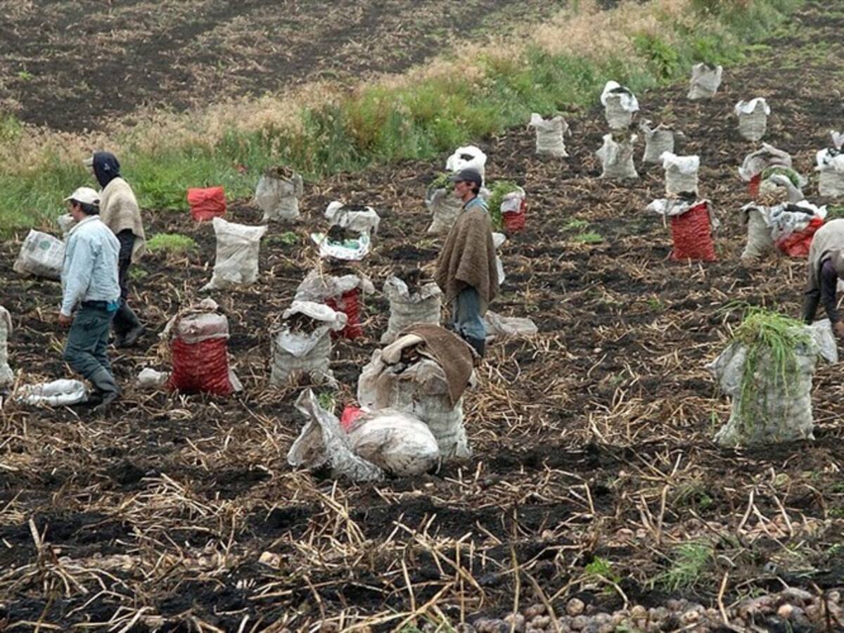 Fedepapa informó que Mincomercio le acepto denuncia por las importaciones de papa