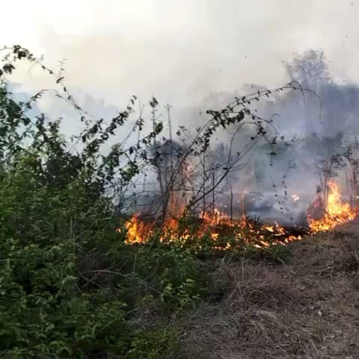 Mantienen alerta en ocho municipios por posibles incendios forestales en Córdoba