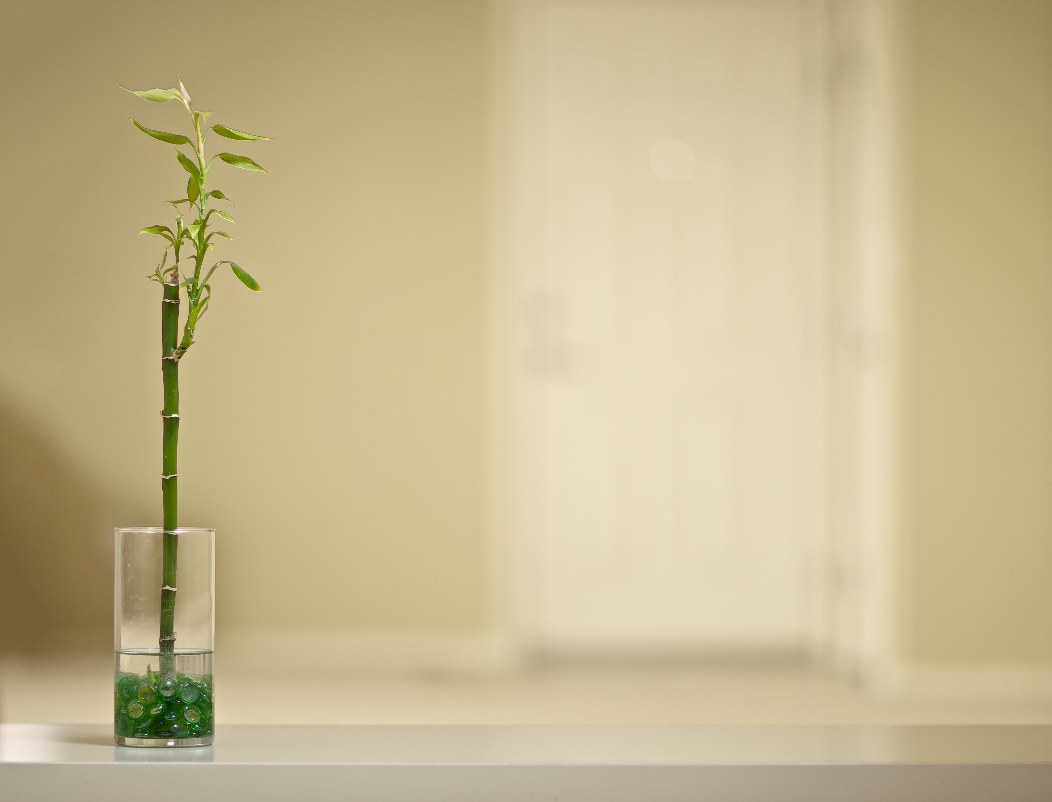 Bambú de la suerte. Foto: Getty Images.