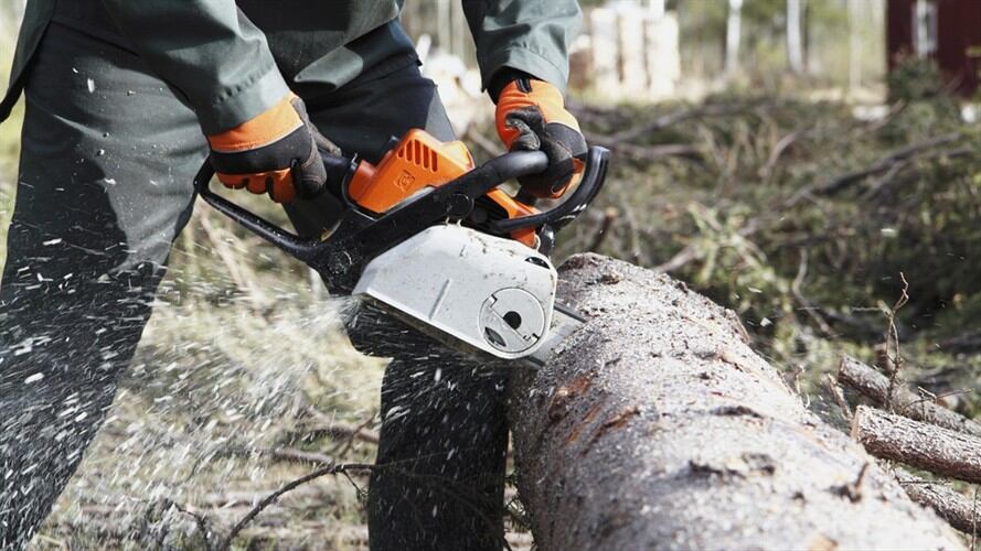 Imagen de referencia de tala de árboles. Foto: Getty Images