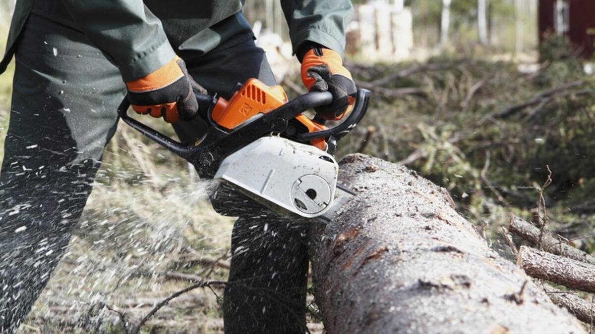 Denuncian ecocidio en Sincelejo: 16 árboles habrían sido talados en un parque