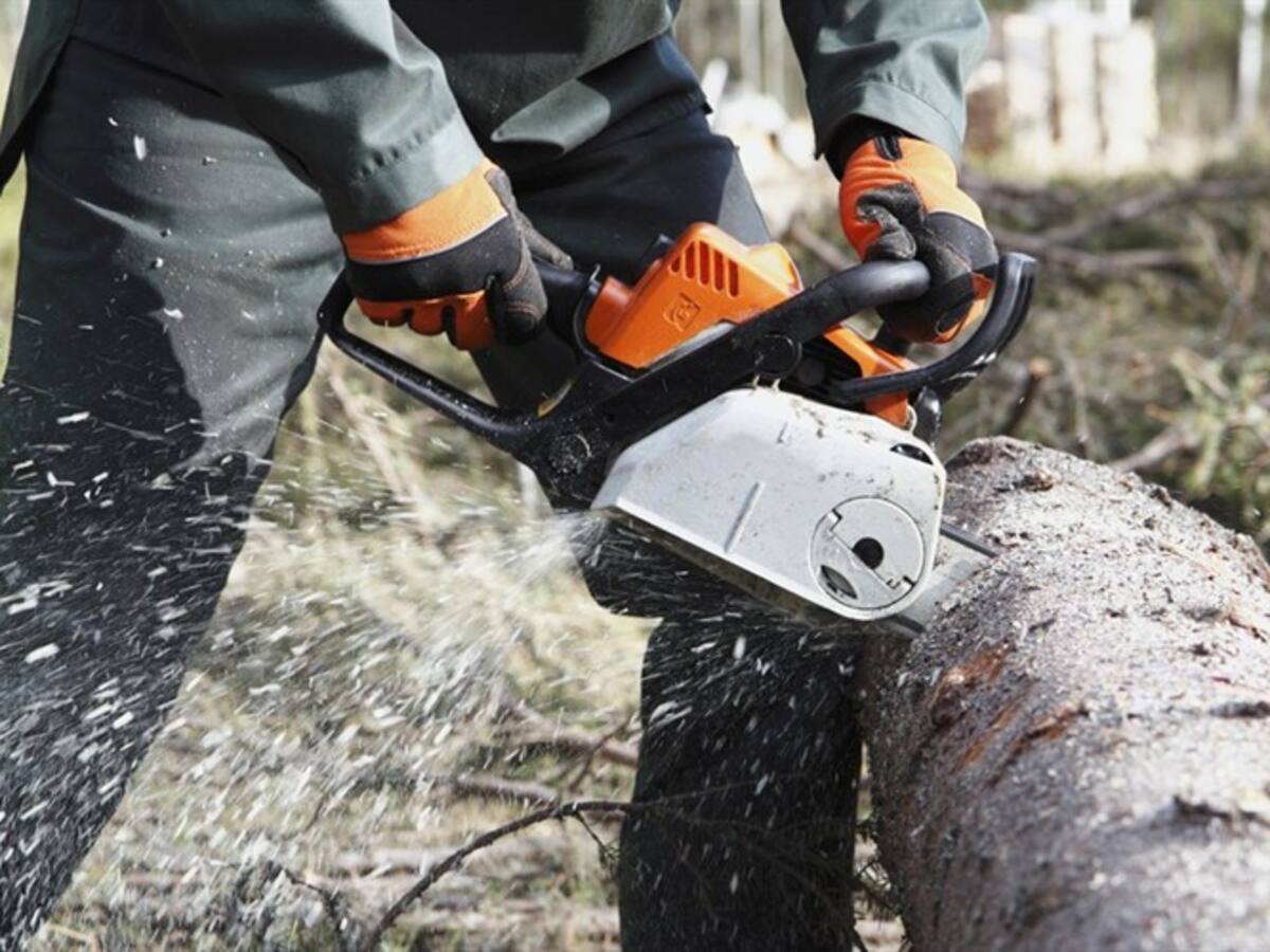 Denuncian ecocidio en Sincelejo: 16 árboles habrían sido talados en un parque