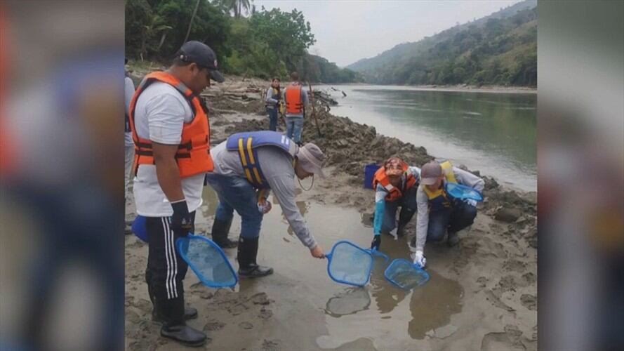 Tragedia ambiental en el río Cauca. Foto: La WCon Vicky Dávila