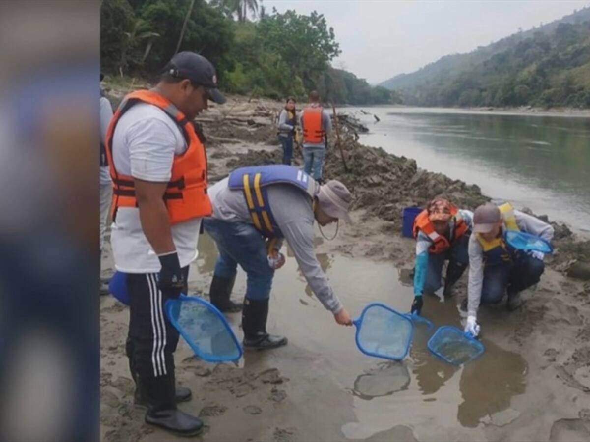 La afectación a pescadores y el daño ambiental en el río Cauca