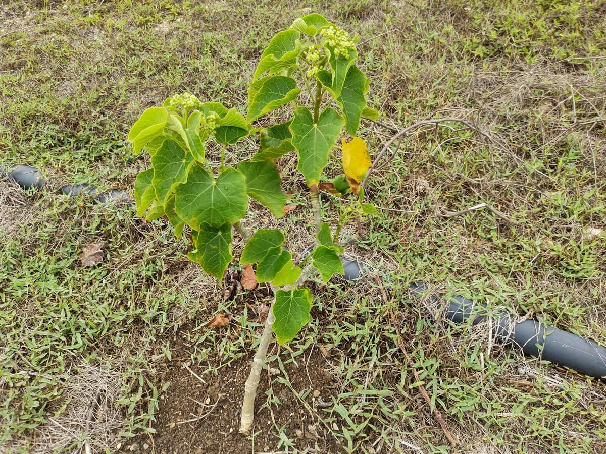 Proyecto académico permitió la recuperación de 50 hectáreas degradadas por la minería