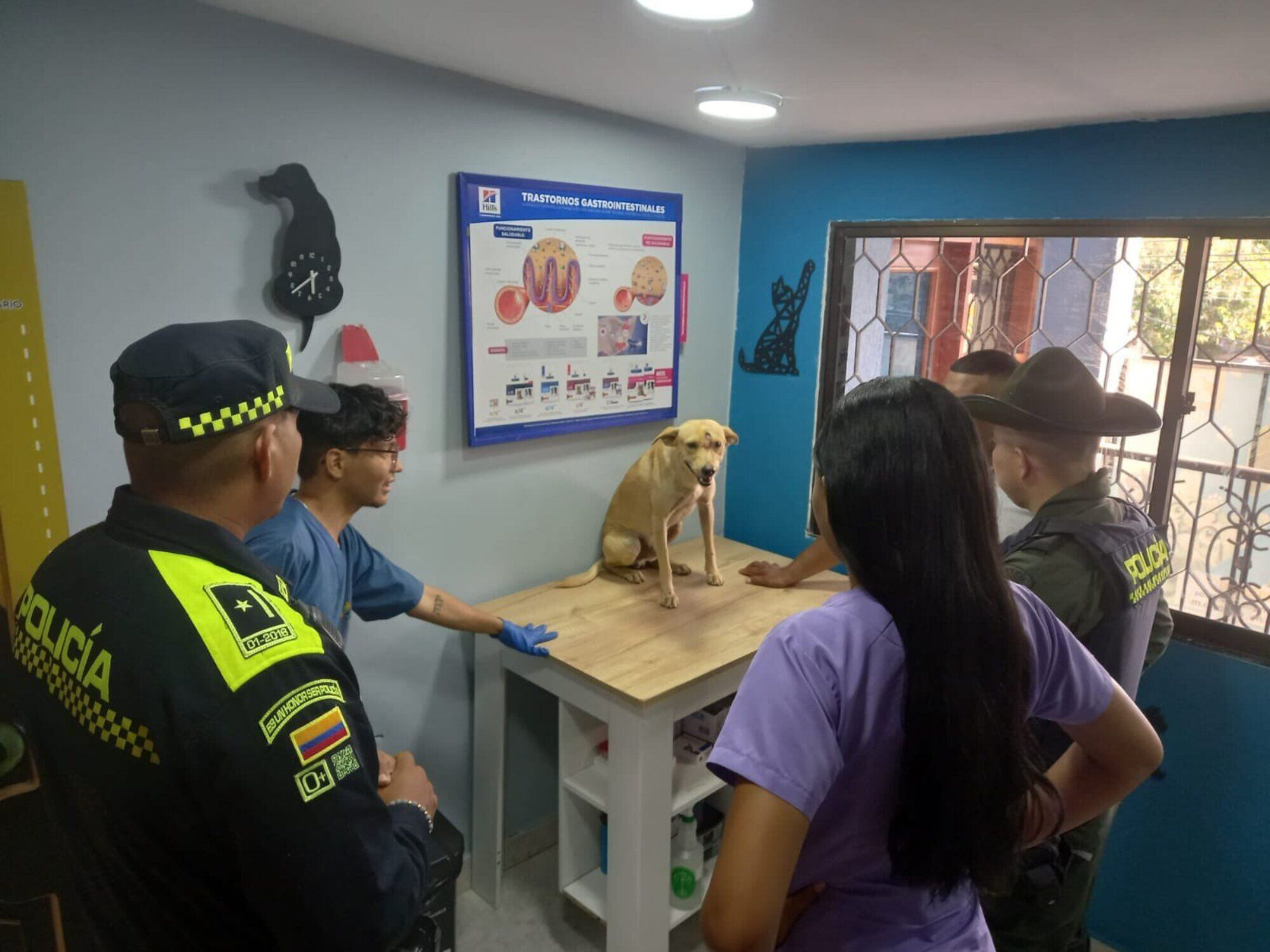 Perro atendido por médicos especialistas/ Lorenzo Bonilla