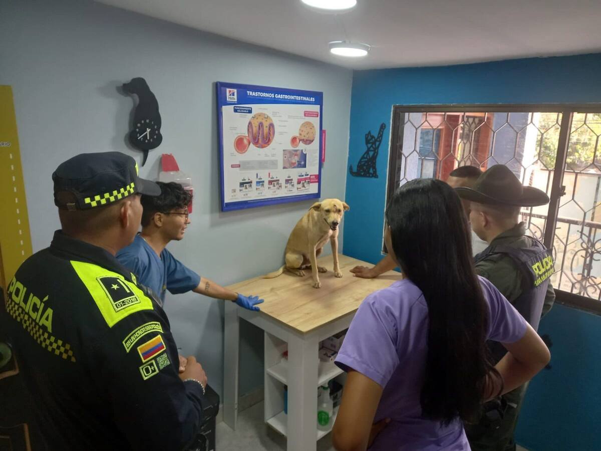 Disparan a un perro en la cabeza con arma traumática en Santa Marta