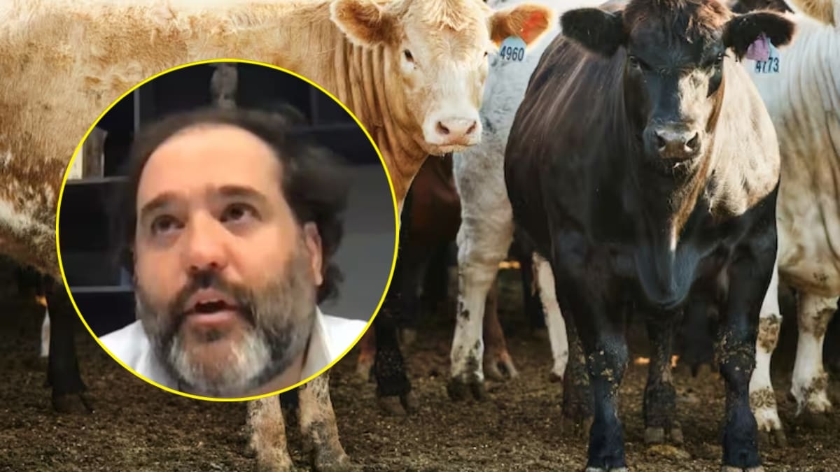 Pirámide ganadera: responderán a las víctimas con una finca y el resto se lo devolverían