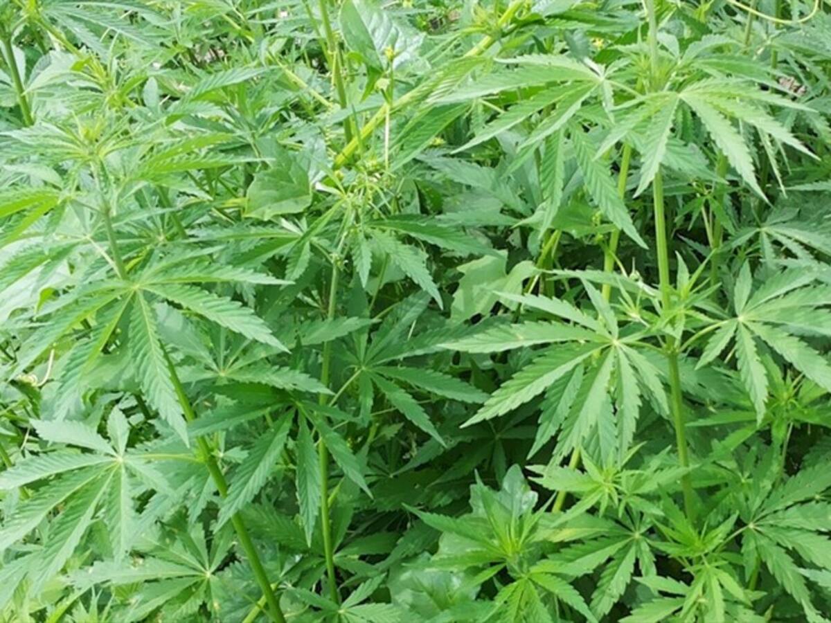 Seis jóvenes resultaron intoxicados en Cali por comer pastel con marihuana