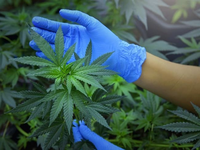 ¿Por qué no avanza la industria del cannabis medicinal en Colombia?