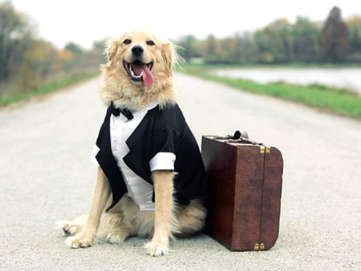 La historia del joven que celebró su grado de medicina y se lo dedicó a su perro