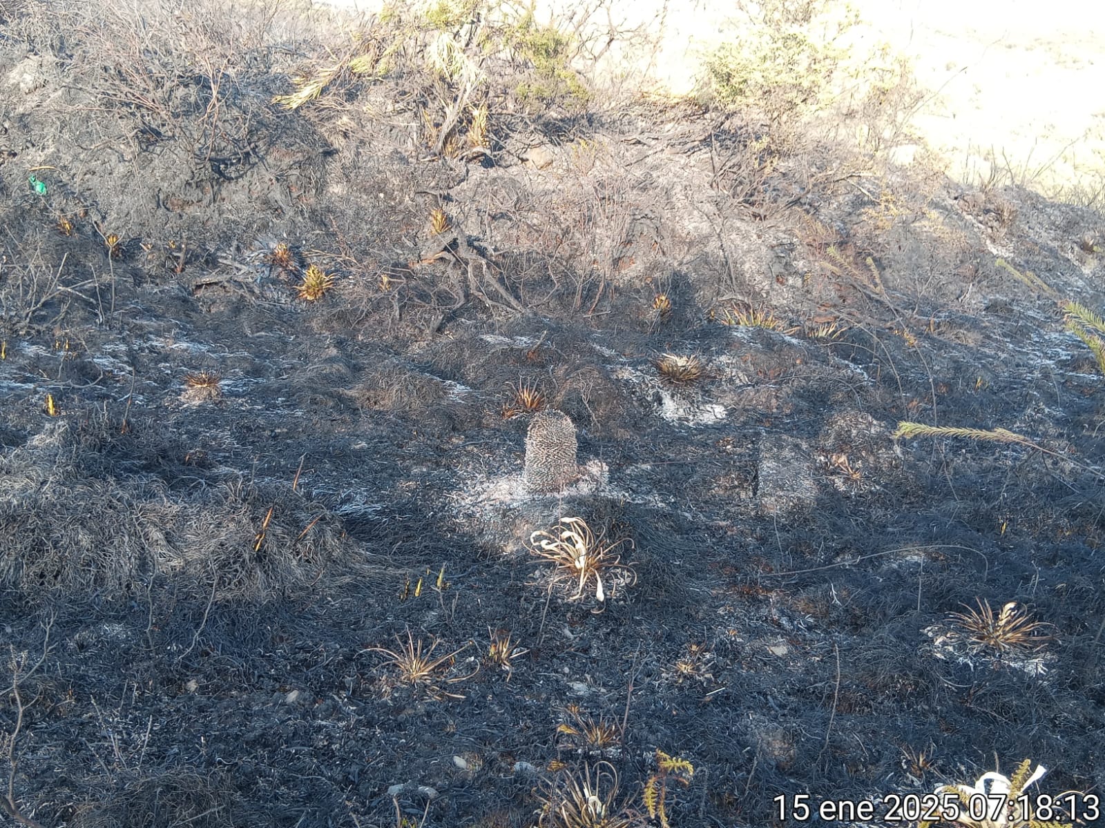 Incendios en Chingaza. Foto: Alcaldía de Bogotá.