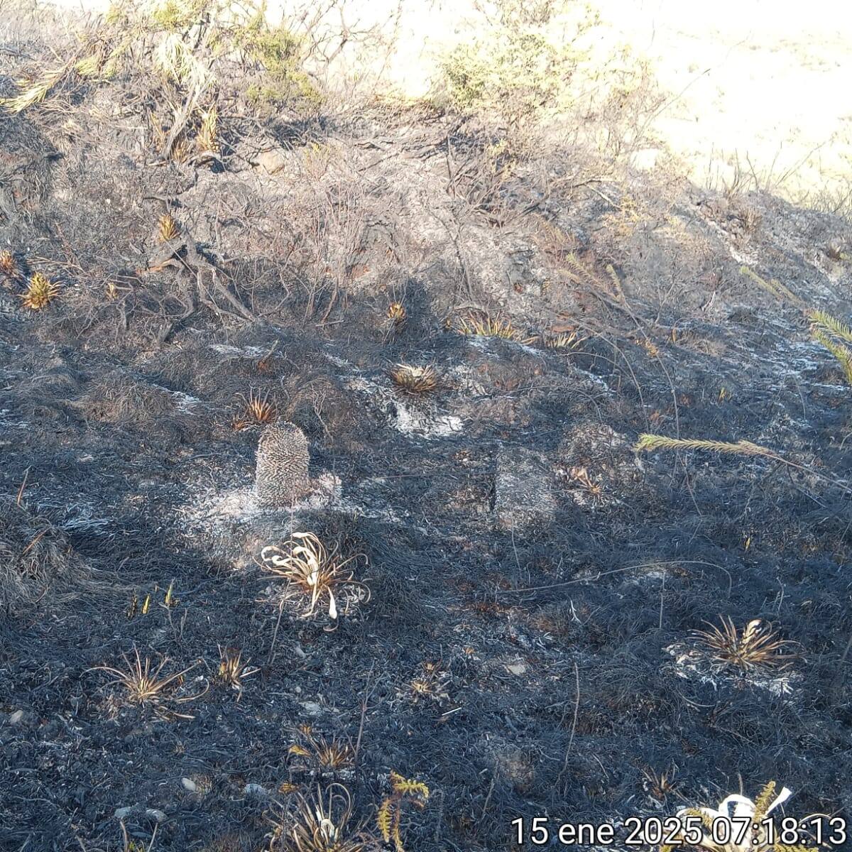 Incendio en el Parque Natural Chingaza se ha controlado en un 80%: Gobernación de Cundinamarca