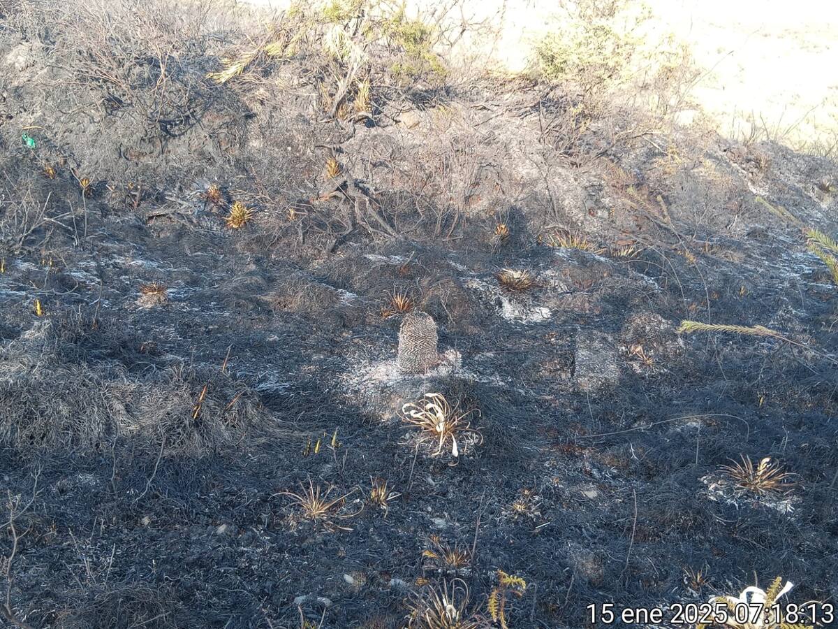 Incendio en el Parque Natural Chingaza se ha controlado en un 80%: Gobernación de Cundinamarca